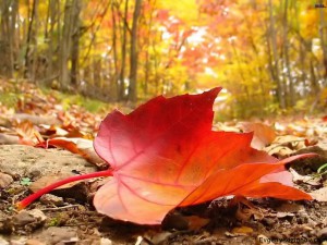 Red-Autumn-Leaves-Photography-HD-Wallpapers-for-Beckground-6